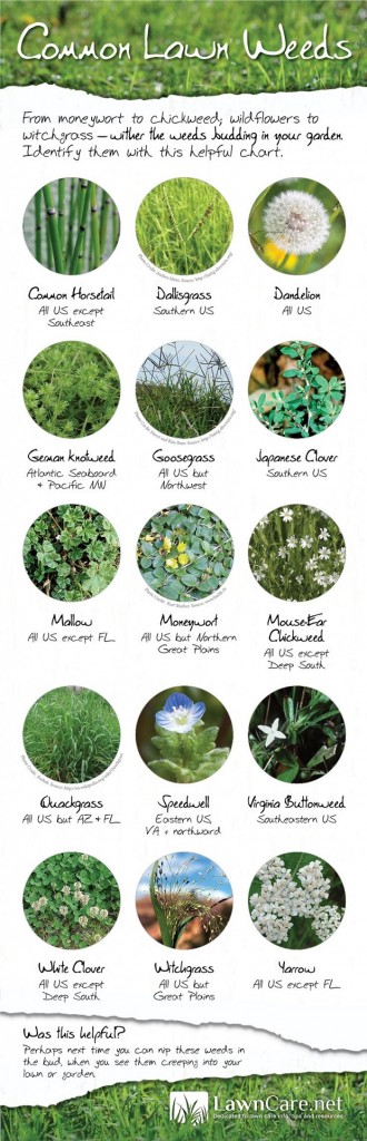 Natural Weed Control For A Healthy Garden - The Prepper Dome