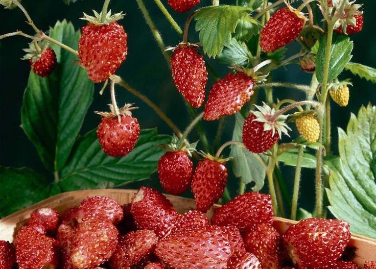 How To Grow Strawberries - The Prepper Dome