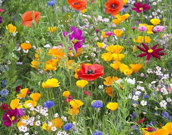 How to Grow Wildflowers - The Prepper Dome